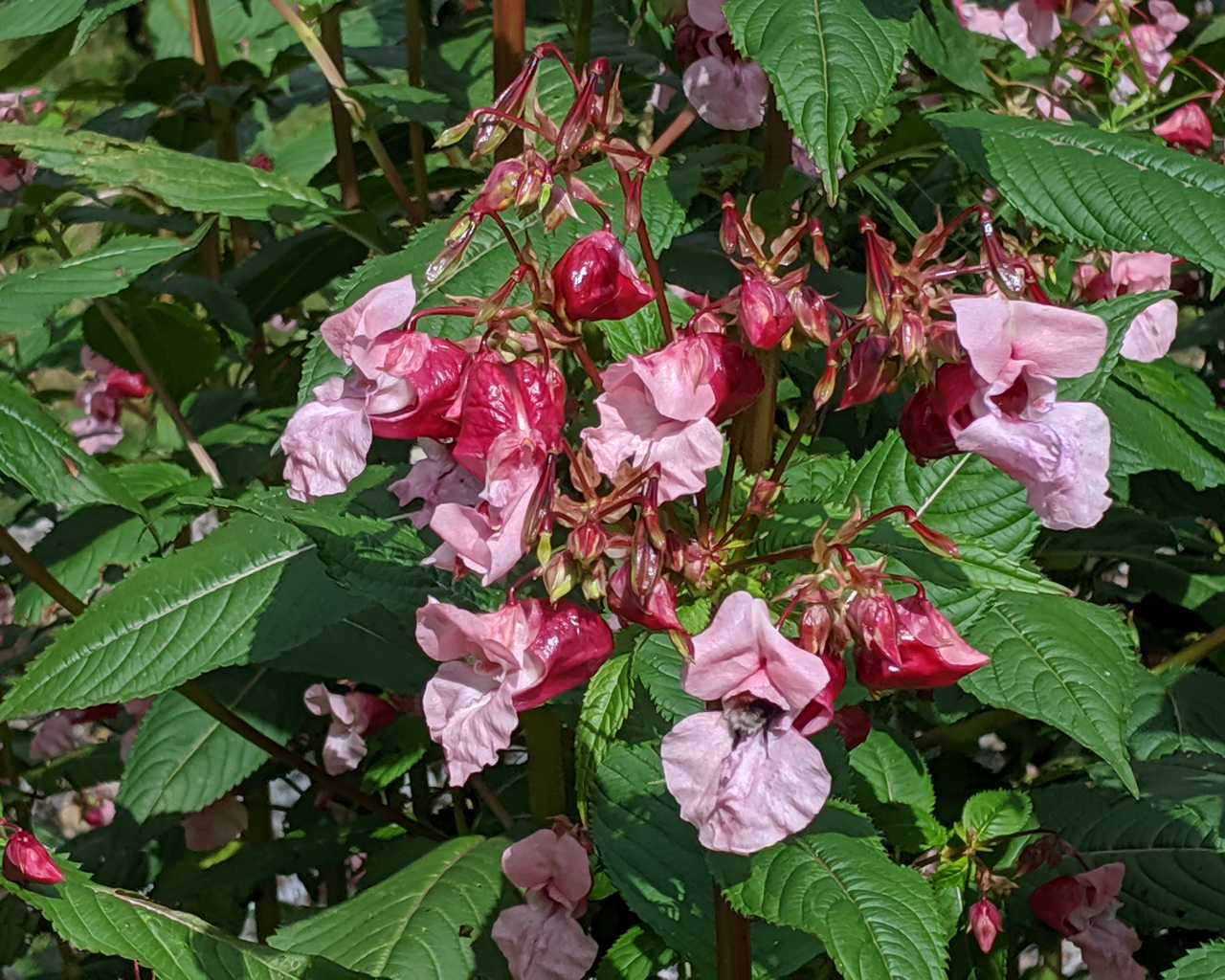 Impatiens glandulifera